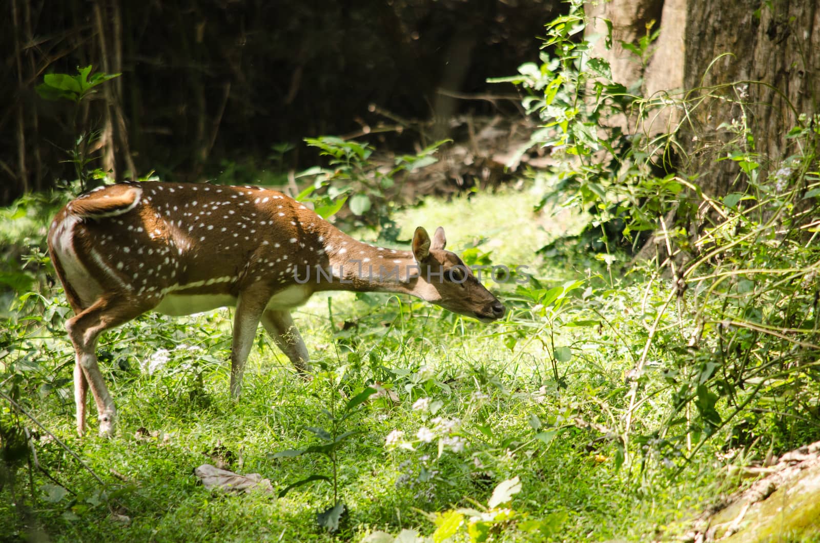 Chital, Cheetal, Spotted deer, Axis deer walk in glassland by visanuwit
