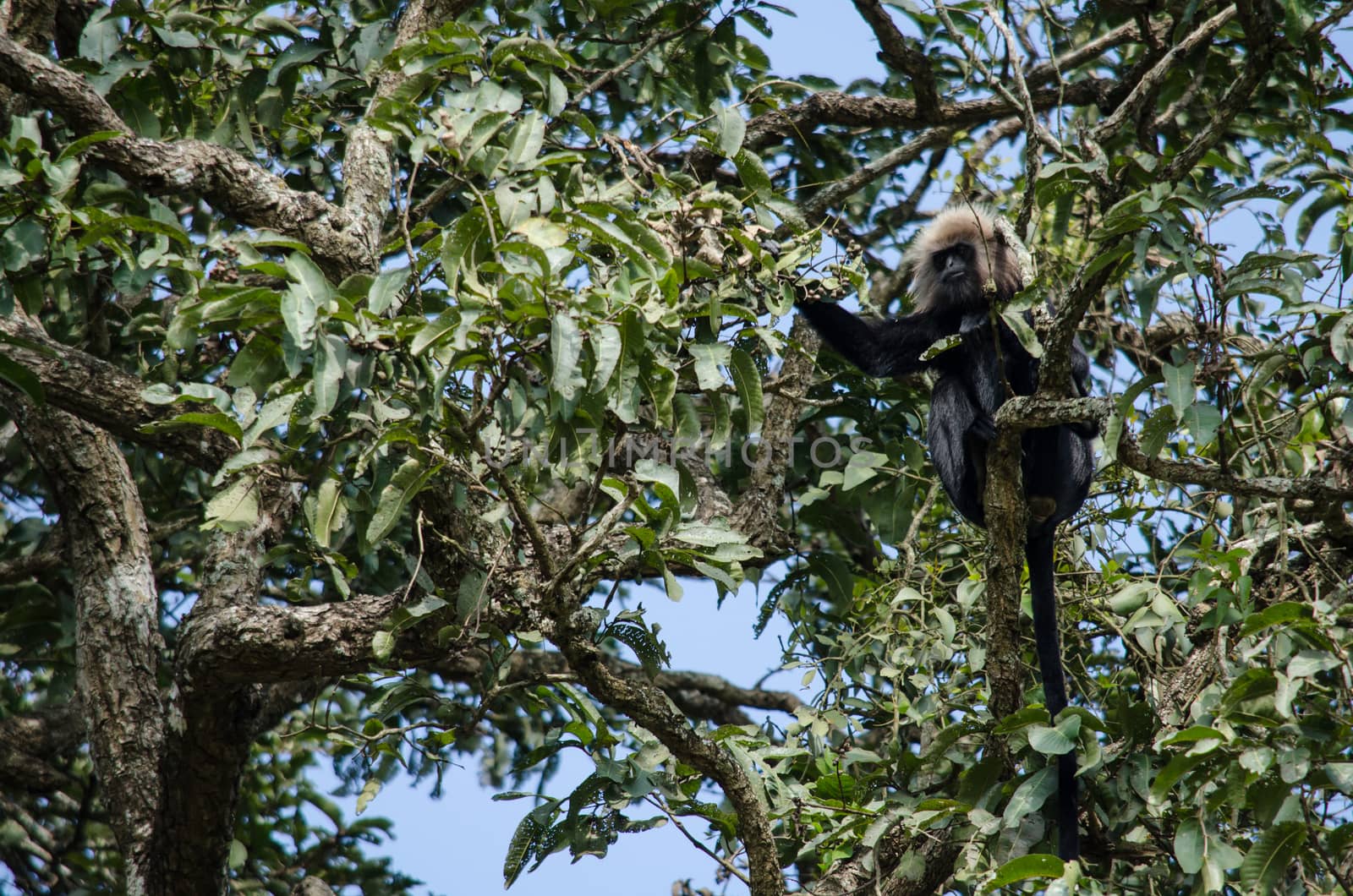 Long-tailed macaque is Cercopithecidae by visanuwit