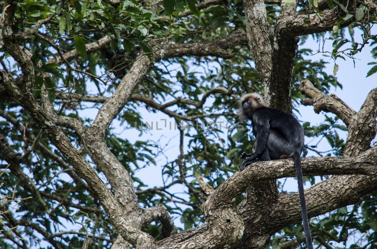 monky is climbing on the tree for eat friut in forest