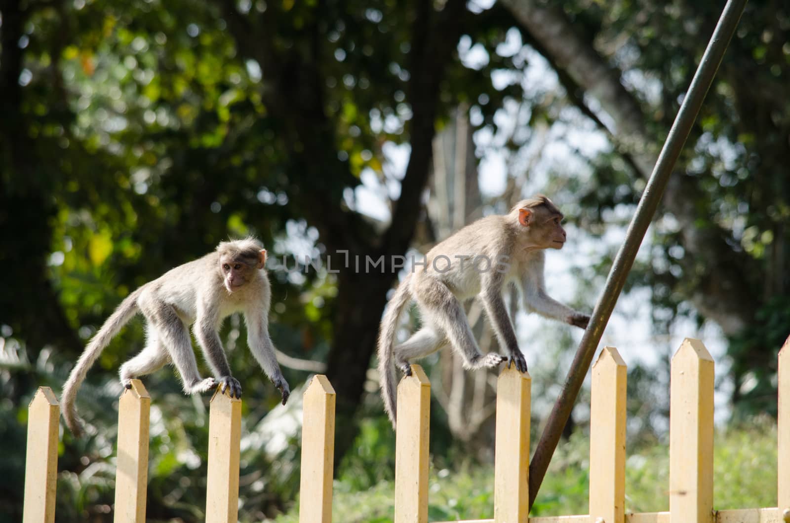 monky is climbing on the tree for eat friut in forest