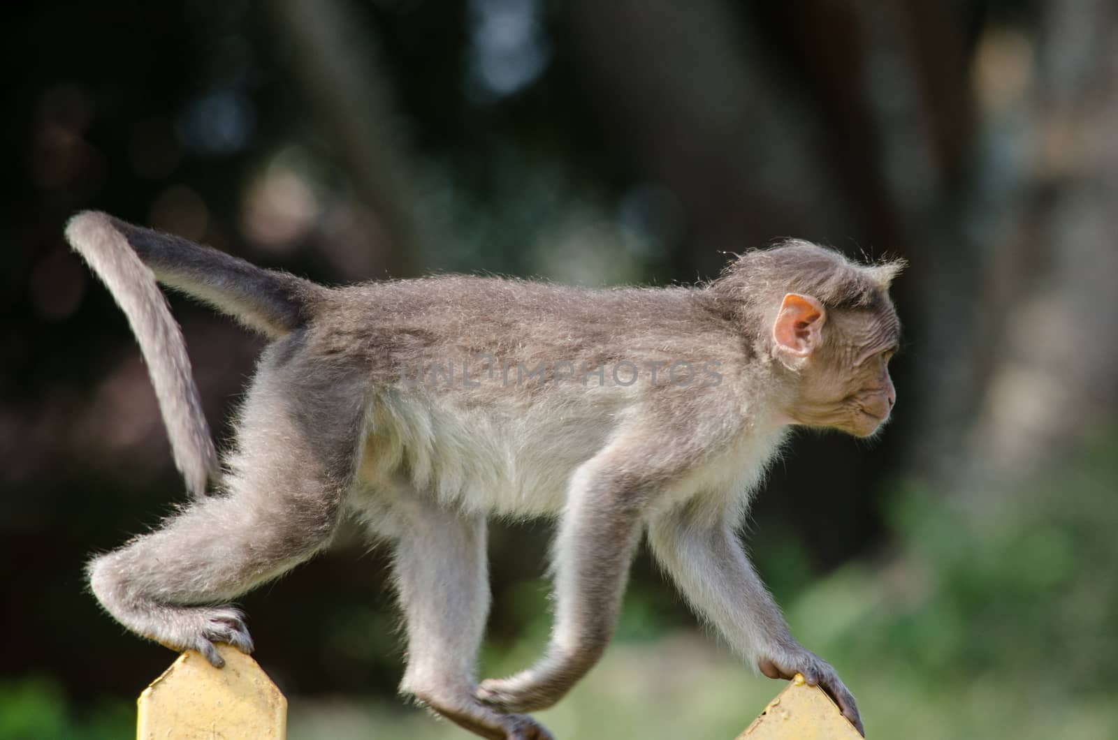 Long-tailed macaque is Cercopithecidae by visanuwit