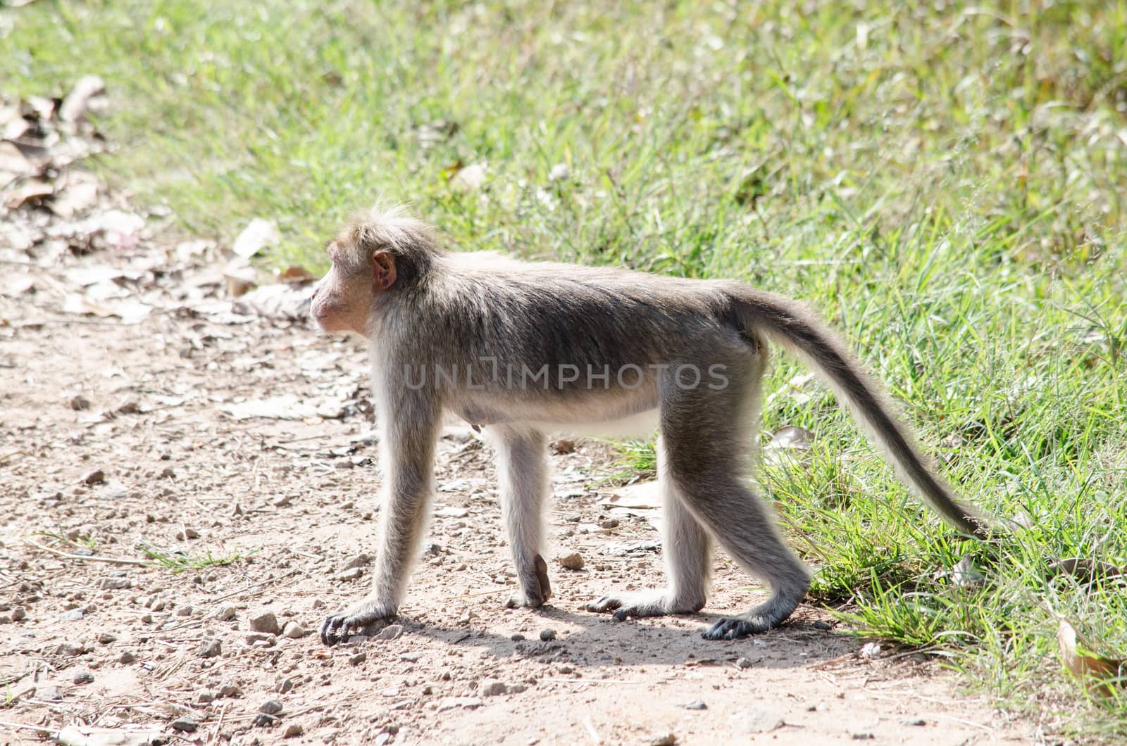 Long-tailed macaque is Cercopithecidae by visanuwit