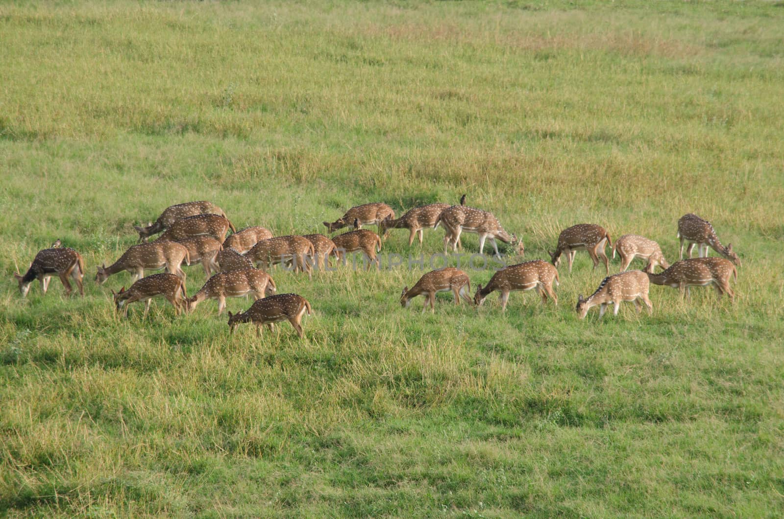 Chital, Cheetal, Spotted deer, Axis deer walk in glassland by visanuwit