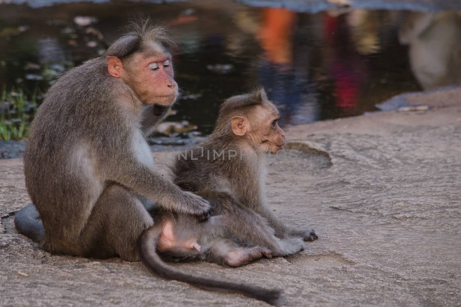 Long-tailed macaque is Cercopithecidae by visanuwit