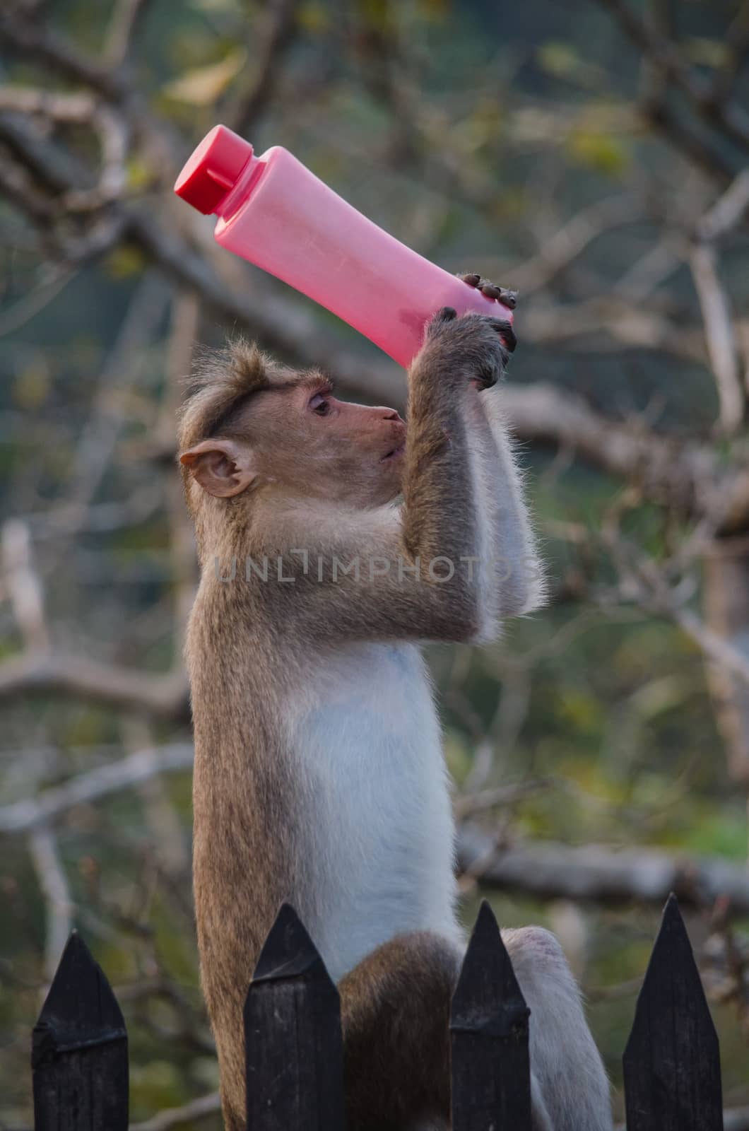 monky is climbing on the tree for eat friut in forest