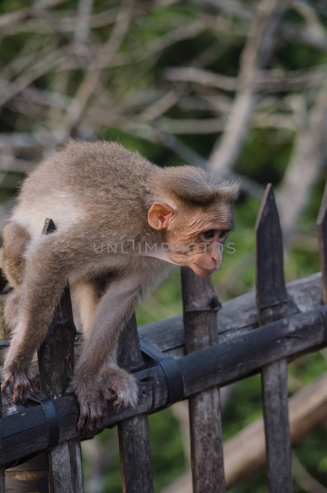 monky is climbing on the tree for eat friut in forest