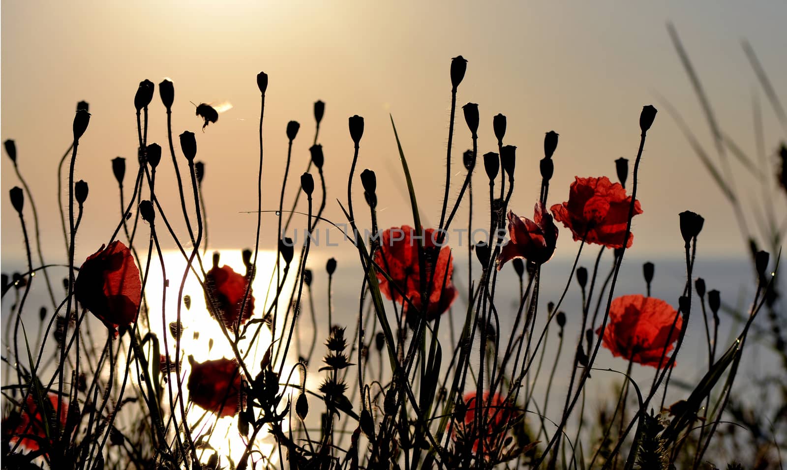 Red poppies on the shore of the sea in the morning by hibrida13