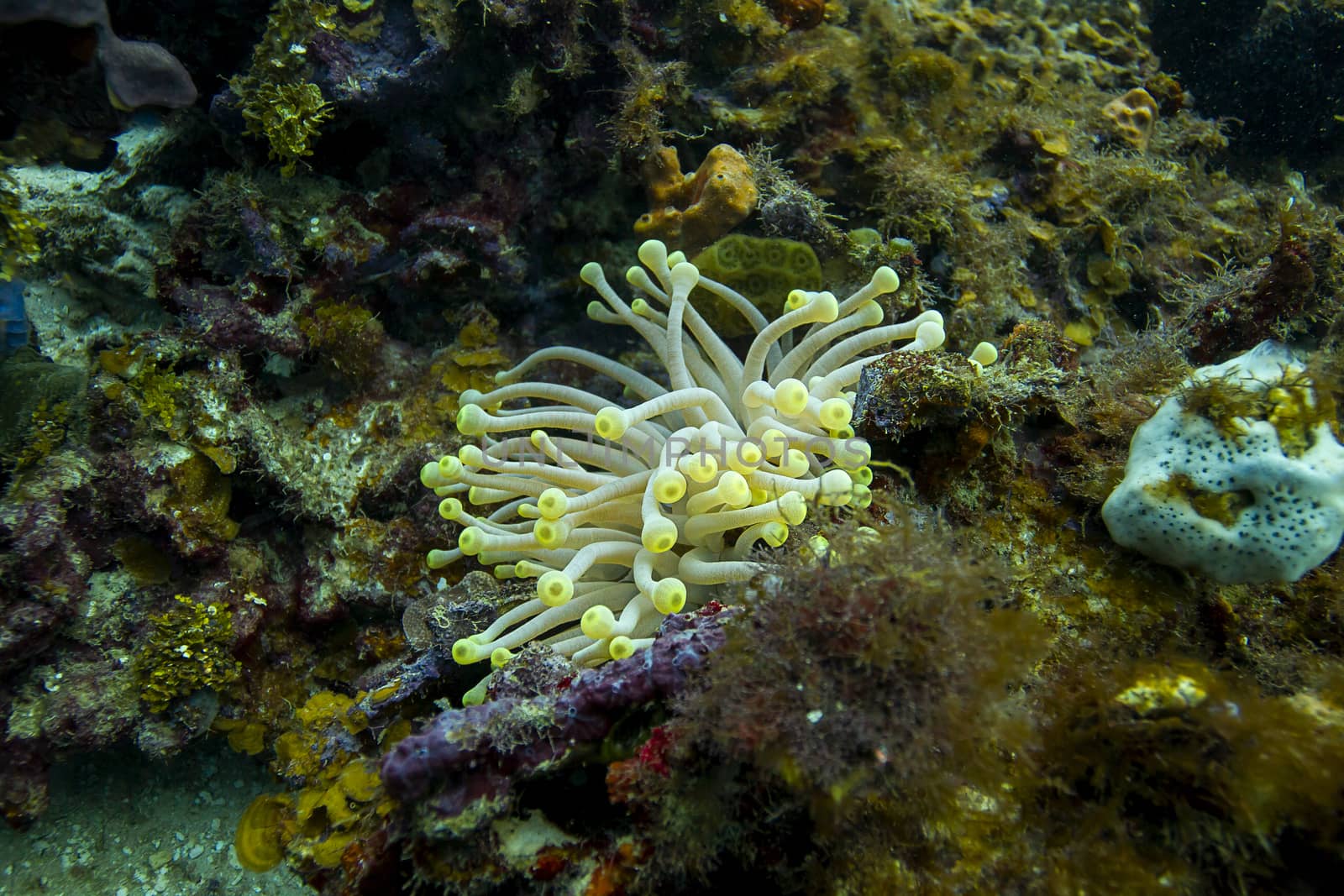 small condylactis gigantea in a coral reef