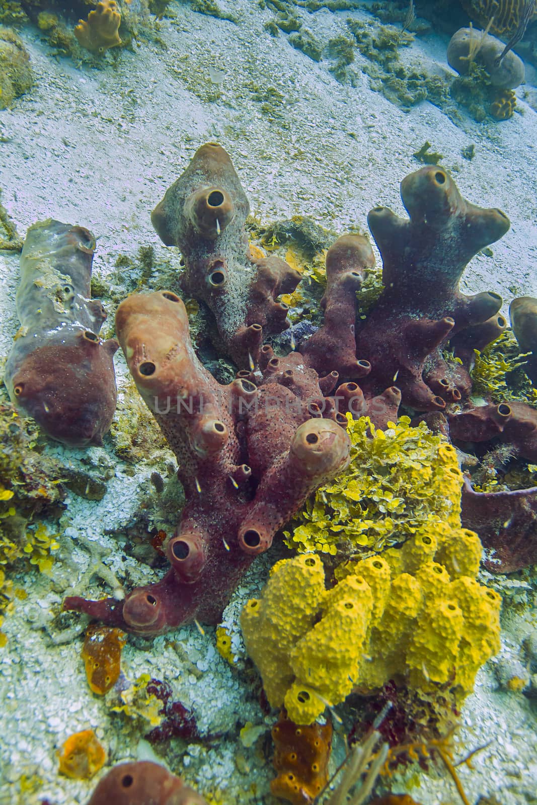 Multiple species of coral in the Atlantic ocean