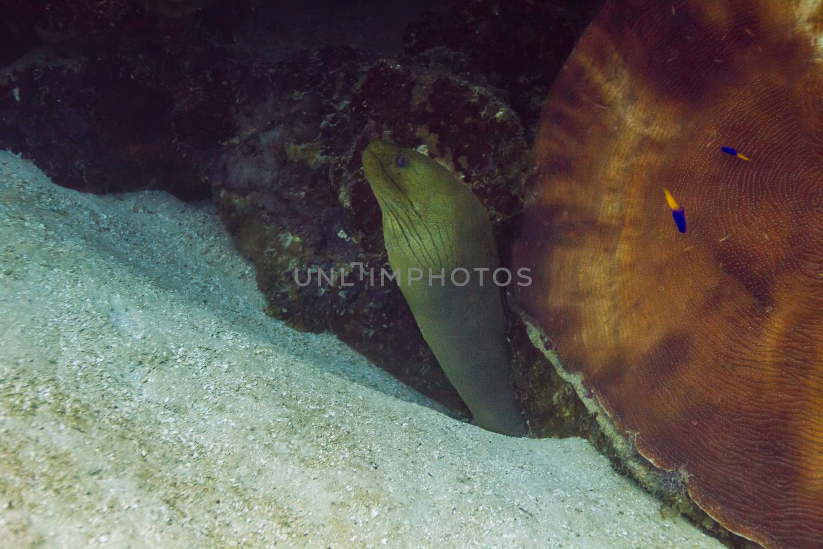 Gymnothorax funebris coming out of a crevace in a coral reef