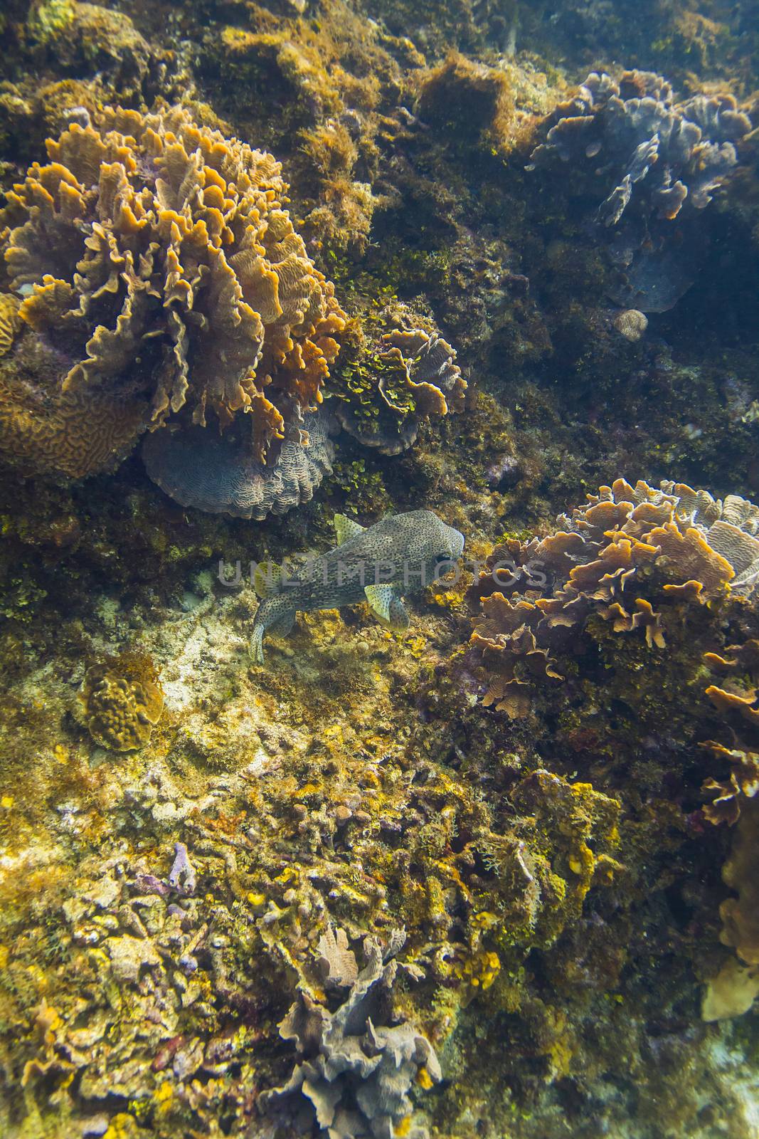 Large Diodon hystrix swimming in a reef