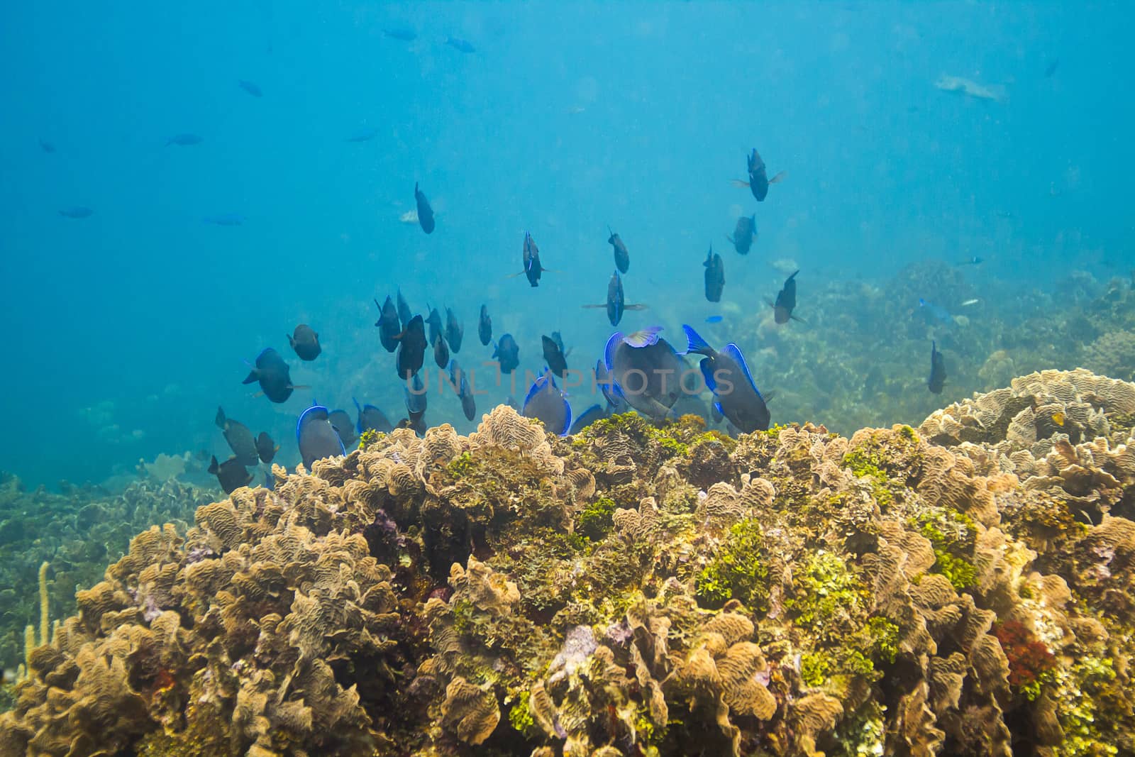 School of blue tan swimming aways in a reef