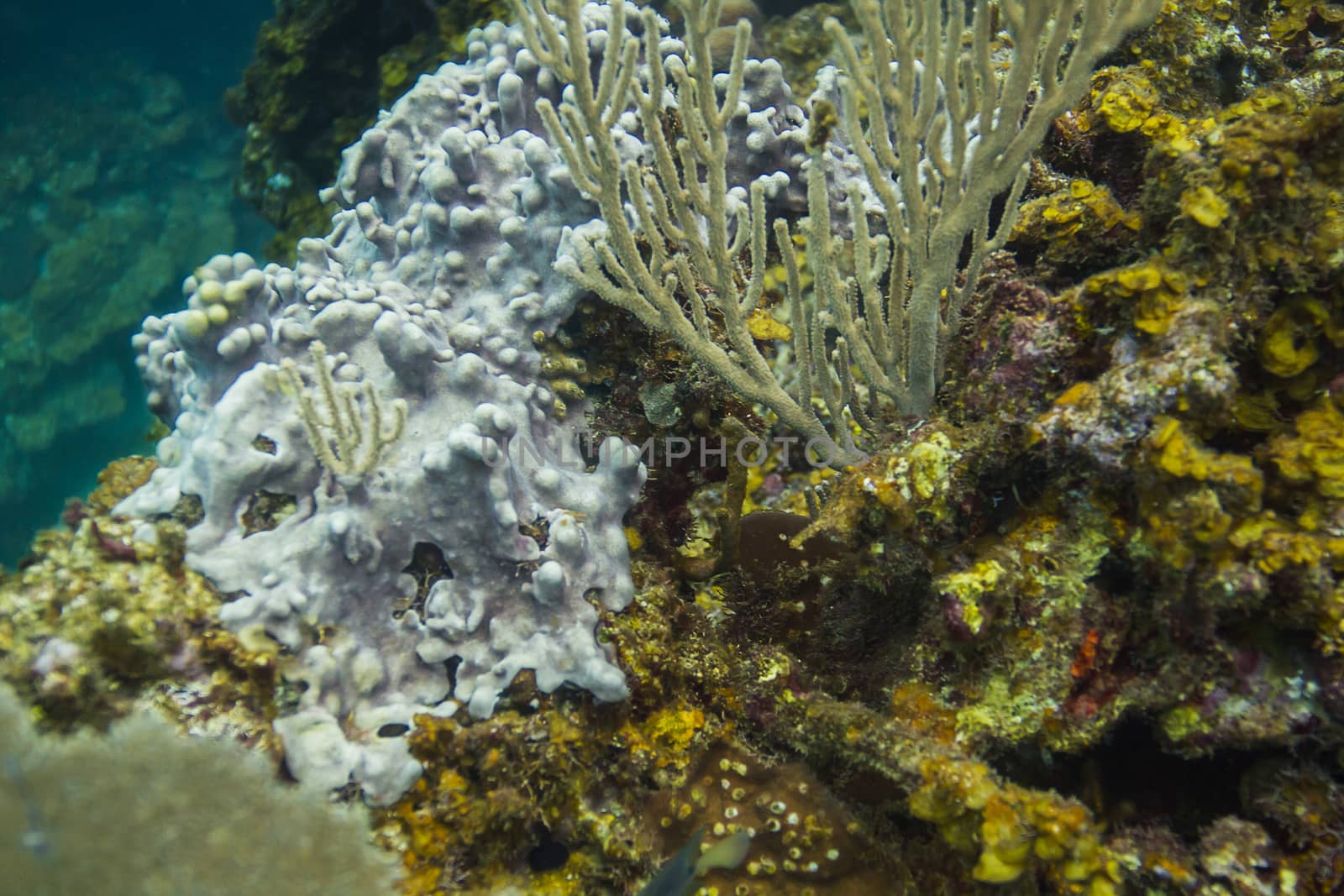 reef populated with multiple species of coral