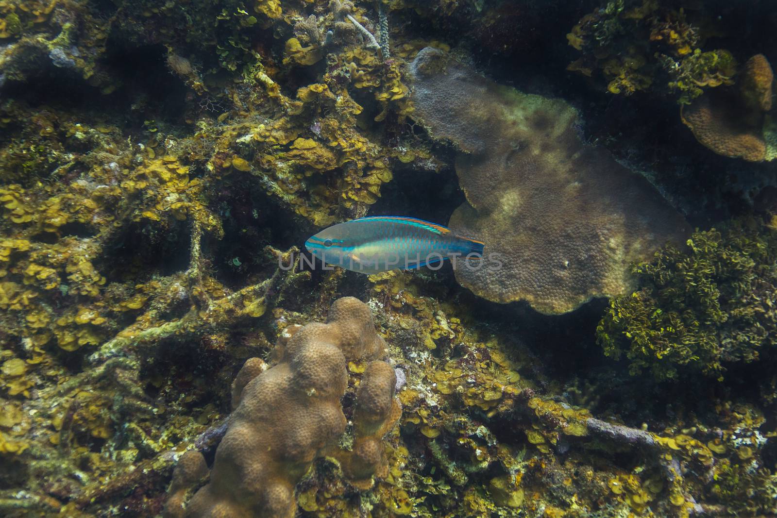 single scarus taeniopterus swimming in a reef