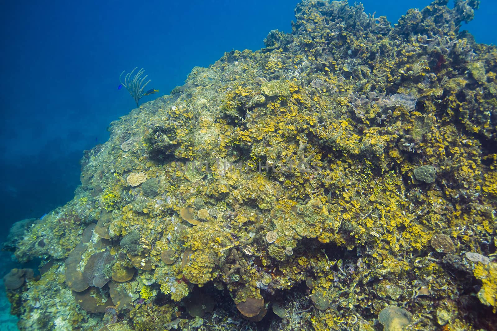 Large mount of coral deep underwater