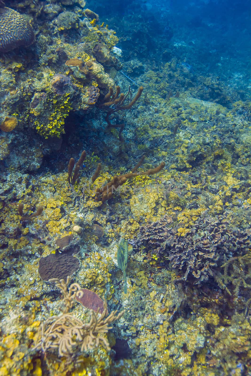 Deep ocean coral reef in the Atlantic