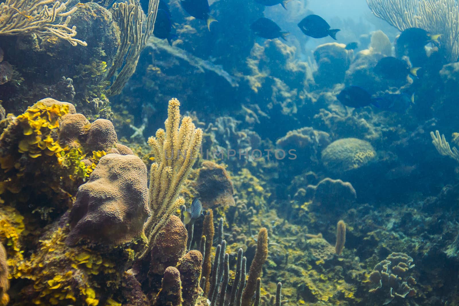 Deep sea Atlantic coral reef 