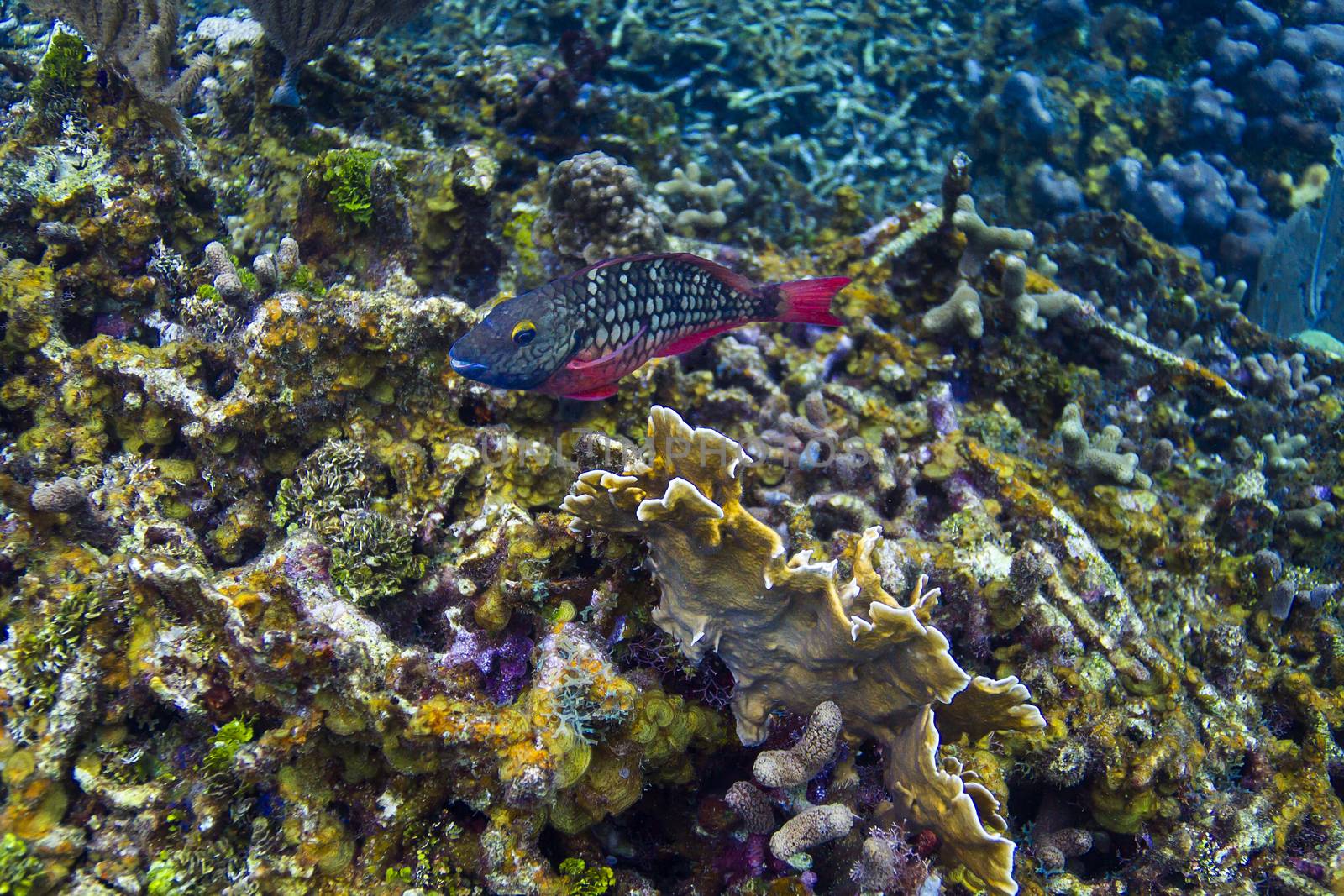 Sparisoma viride in initial phase swimming in coral reef