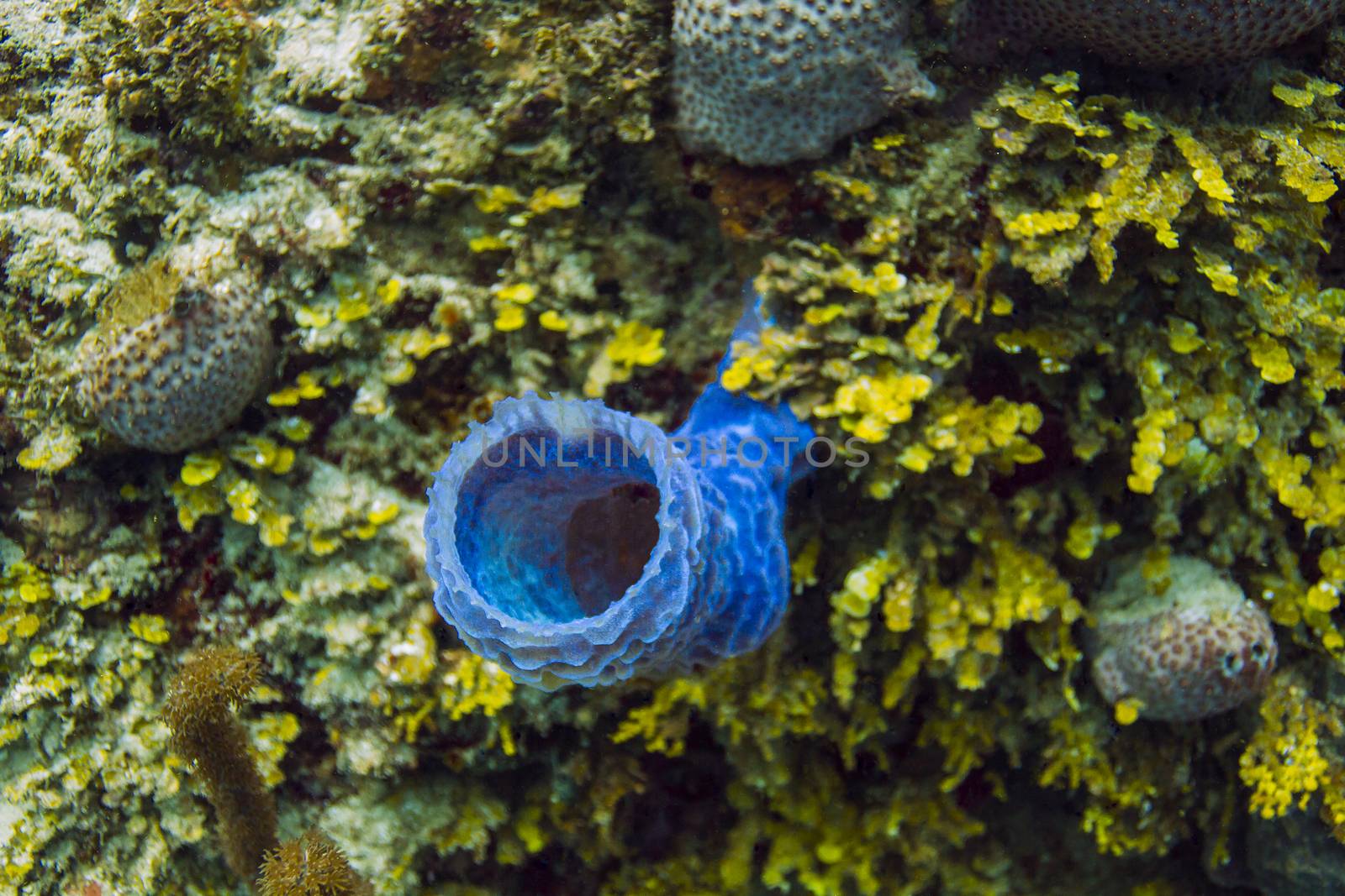 Blue callyspongia vaginalis growing in a reef