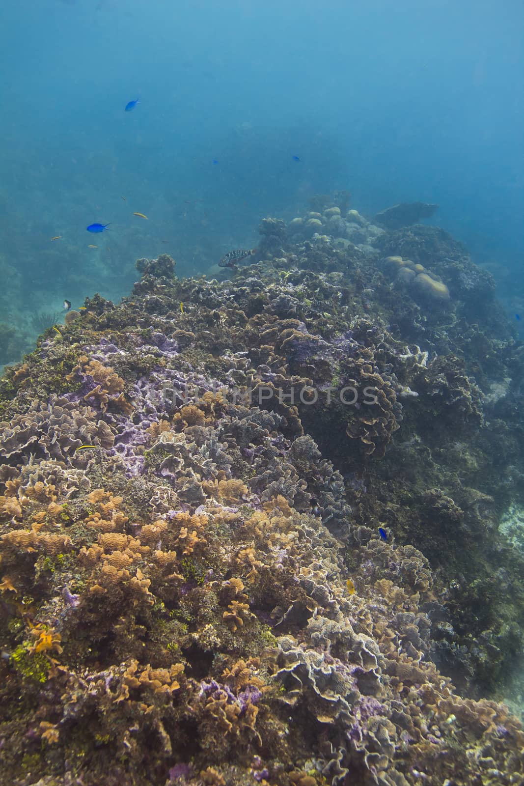 Large coral reef filled with fish species
