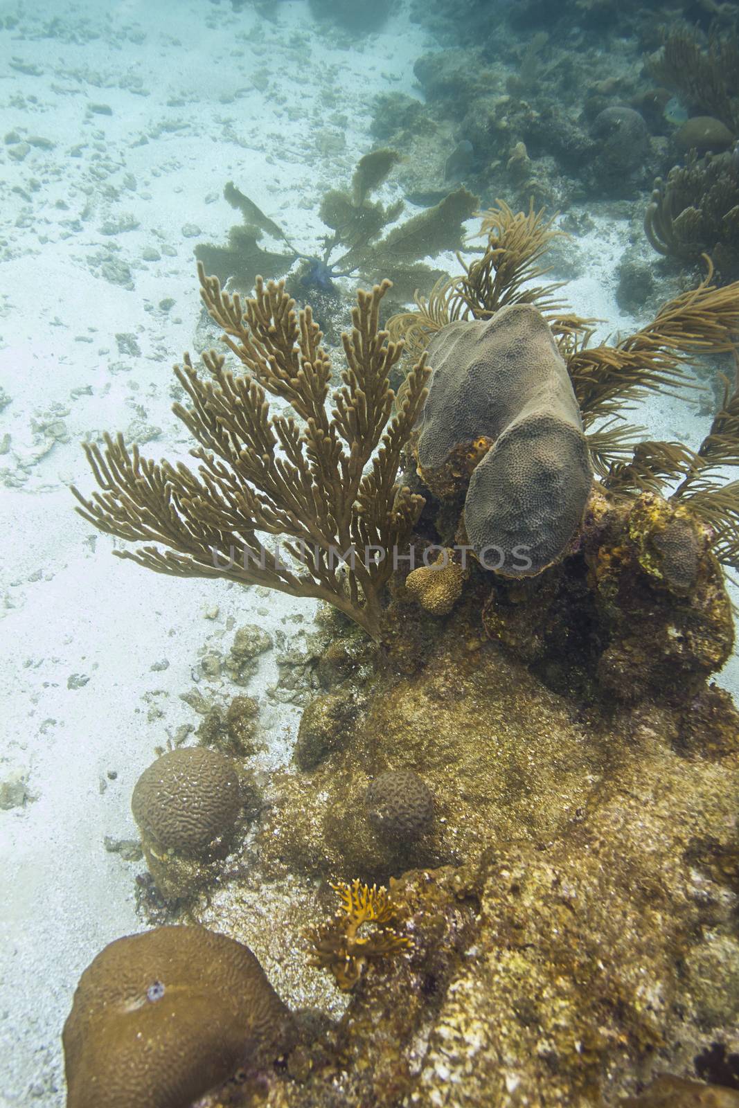 multiple species of coral and sponges in a white sand reef