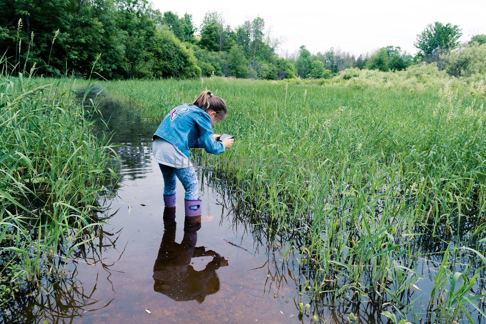 A girl takes pictures of a frog that hides in a thicket of grass on a swamp