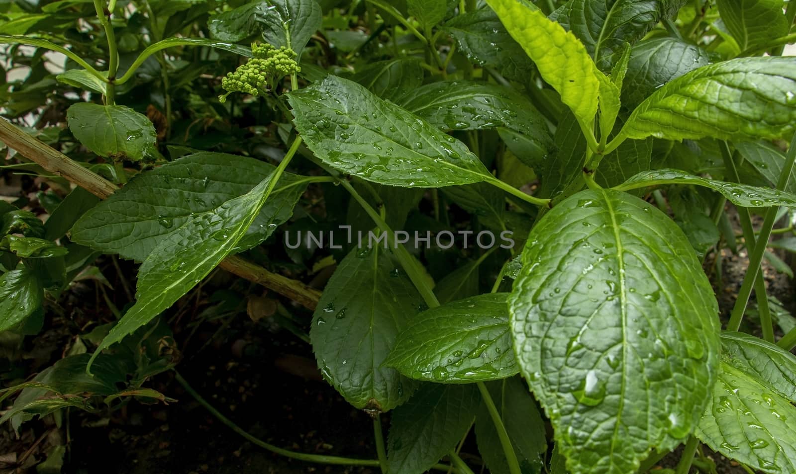 green leafy plant by Wow_Dan