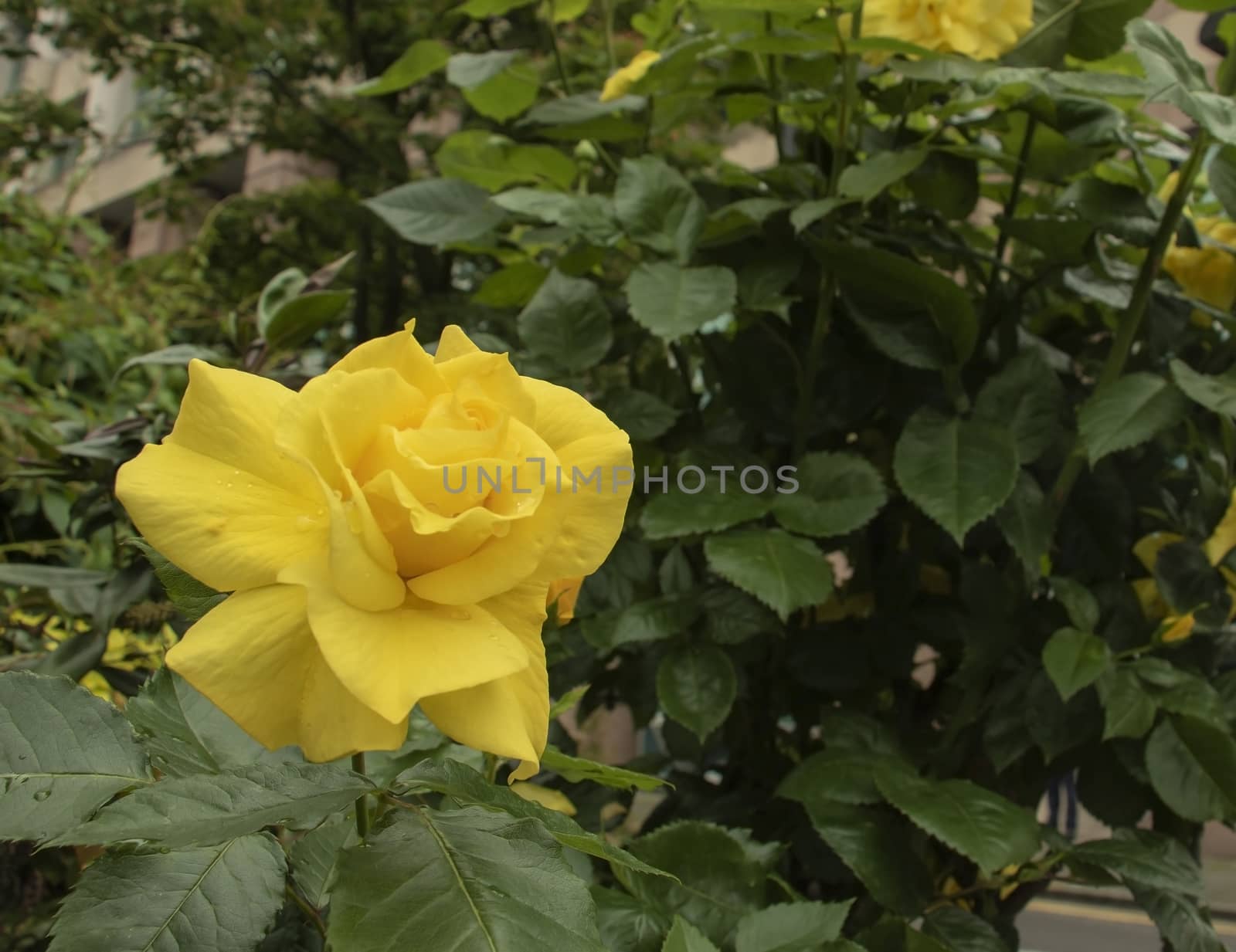 Yellow rose on a suburb of london