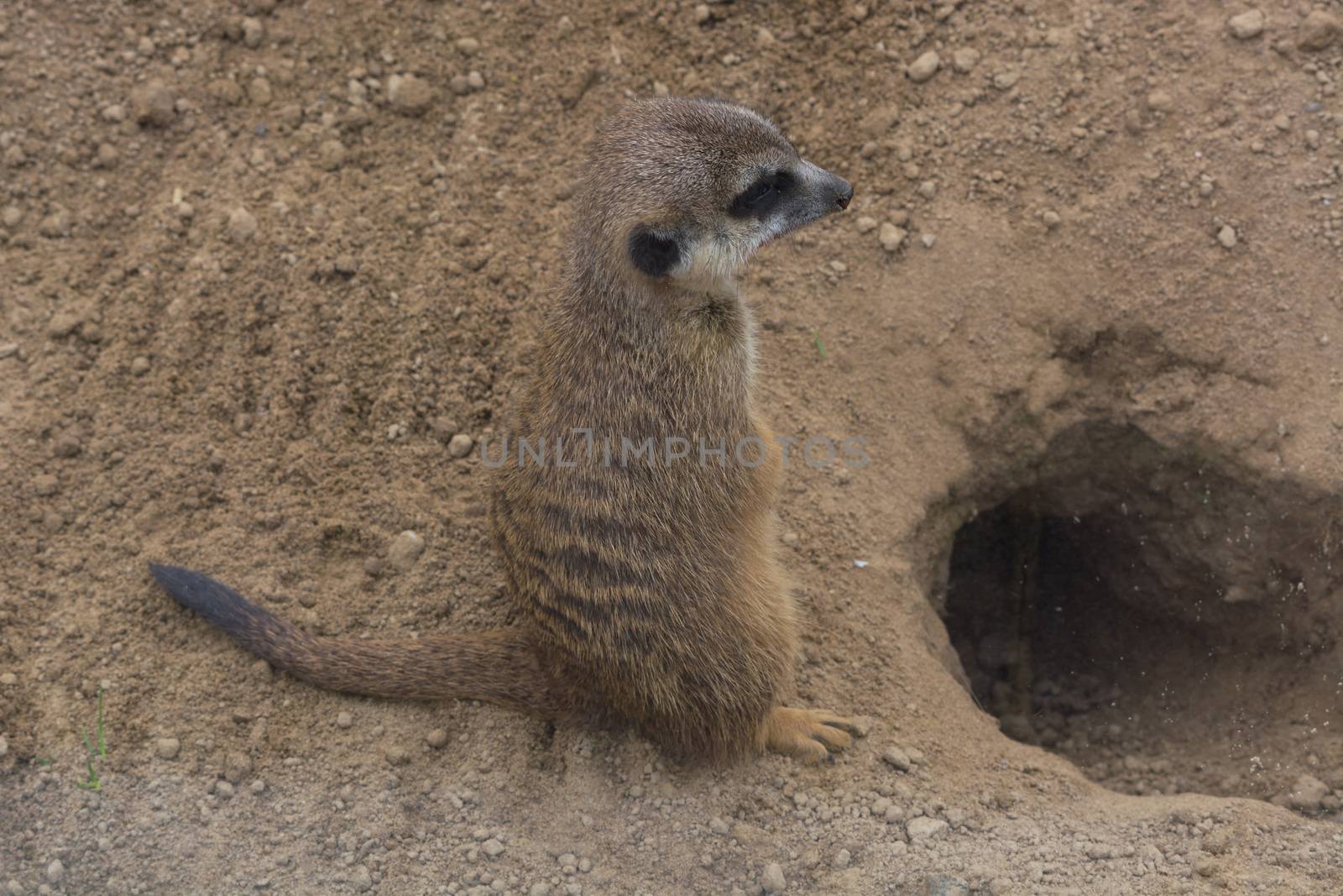 Meerkat, Cape Ground Squirrel or Gopher named is a desert mammal. Wild little rodent.