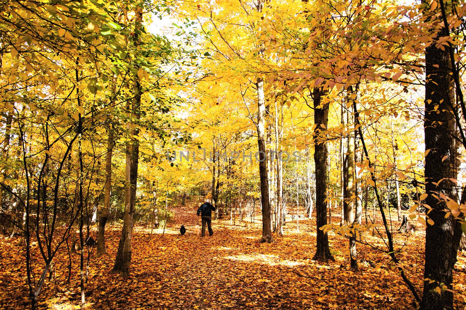 Autumn Forest in its beauty fading and falling of yellow and red leaves gives it a special flavor
man went for a walk with their dogs
13.5x9in.