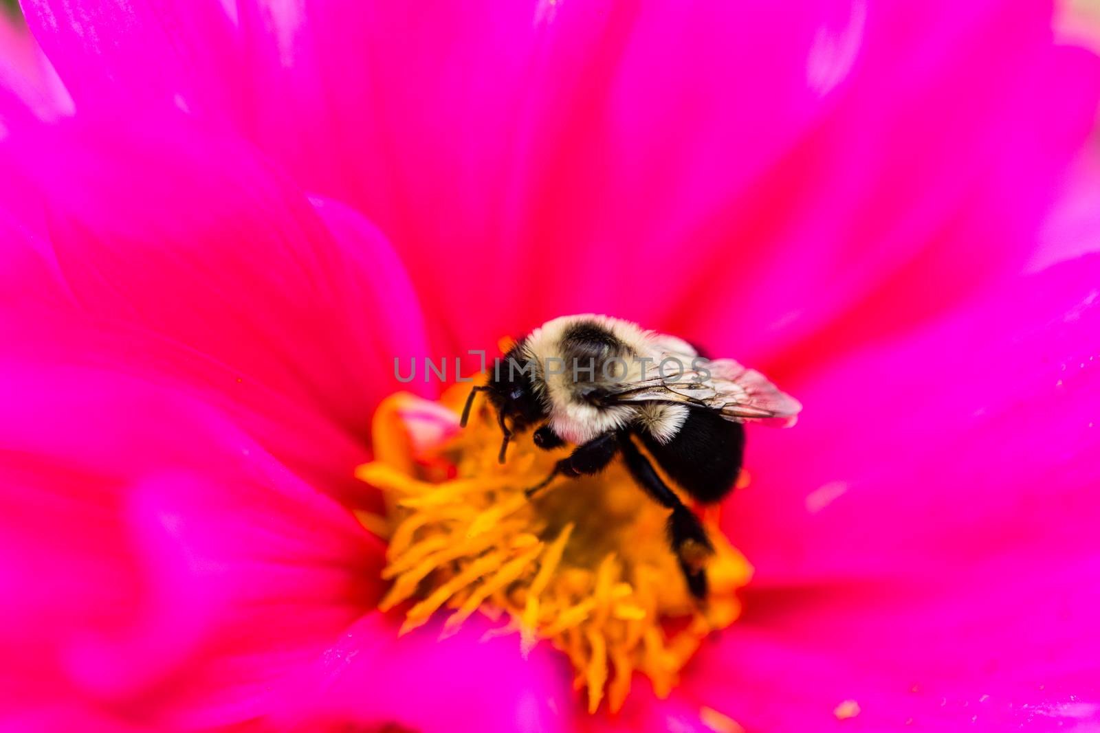 Bumblebee is stocked with nectar in the last days of summer