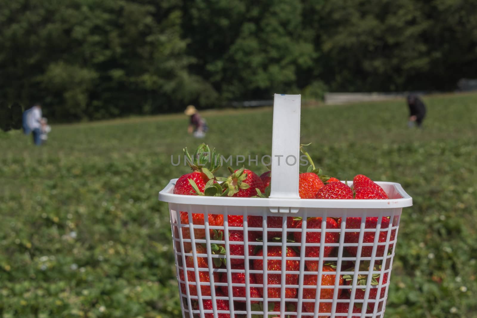 Collecting the second crop of strawberries on the farm by ben44