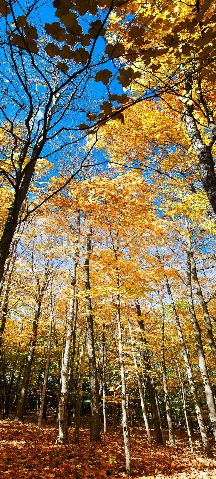 Autumn Forest in its beauty fading and falling of yellow and red leaves gives it a special flavor