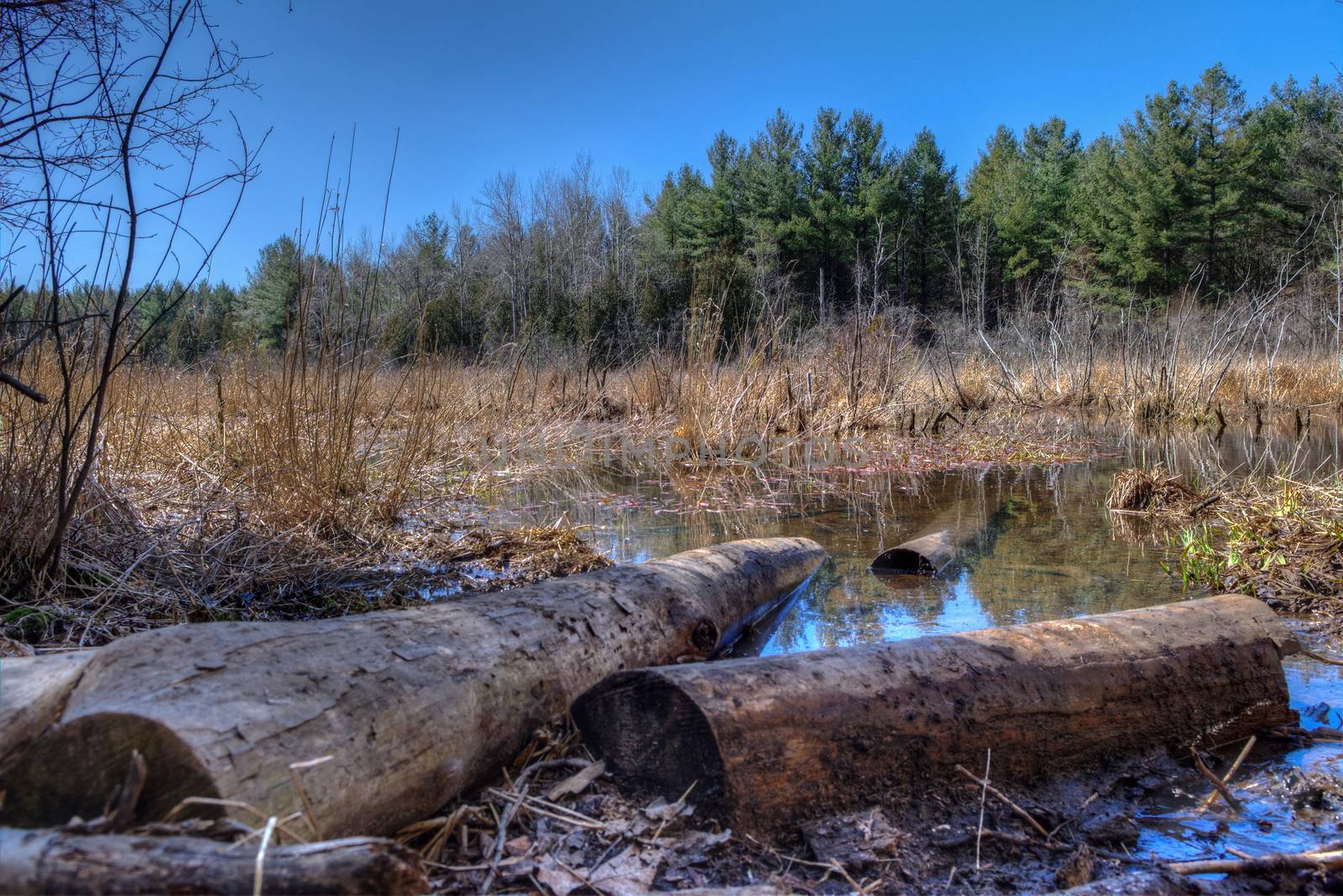 The old felled trees fell in the winter in the swamp and stayed there until the spring