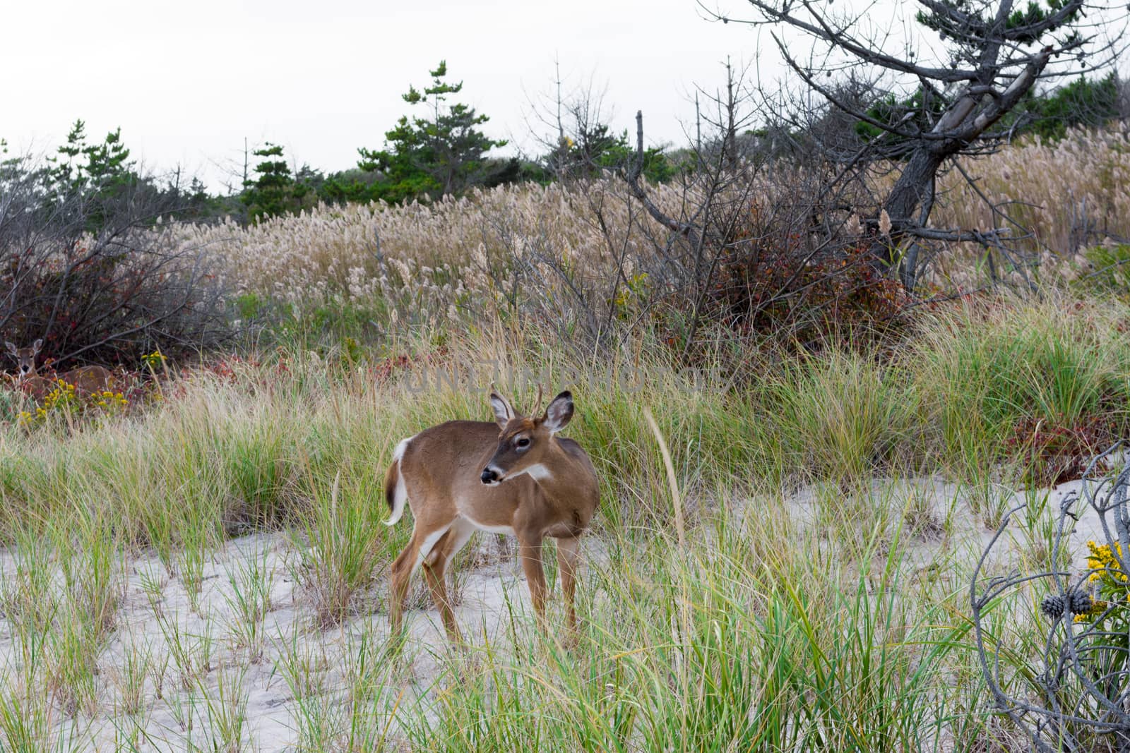 Deer-in-the-thickets-on-the-Atlantic-coast by ben44