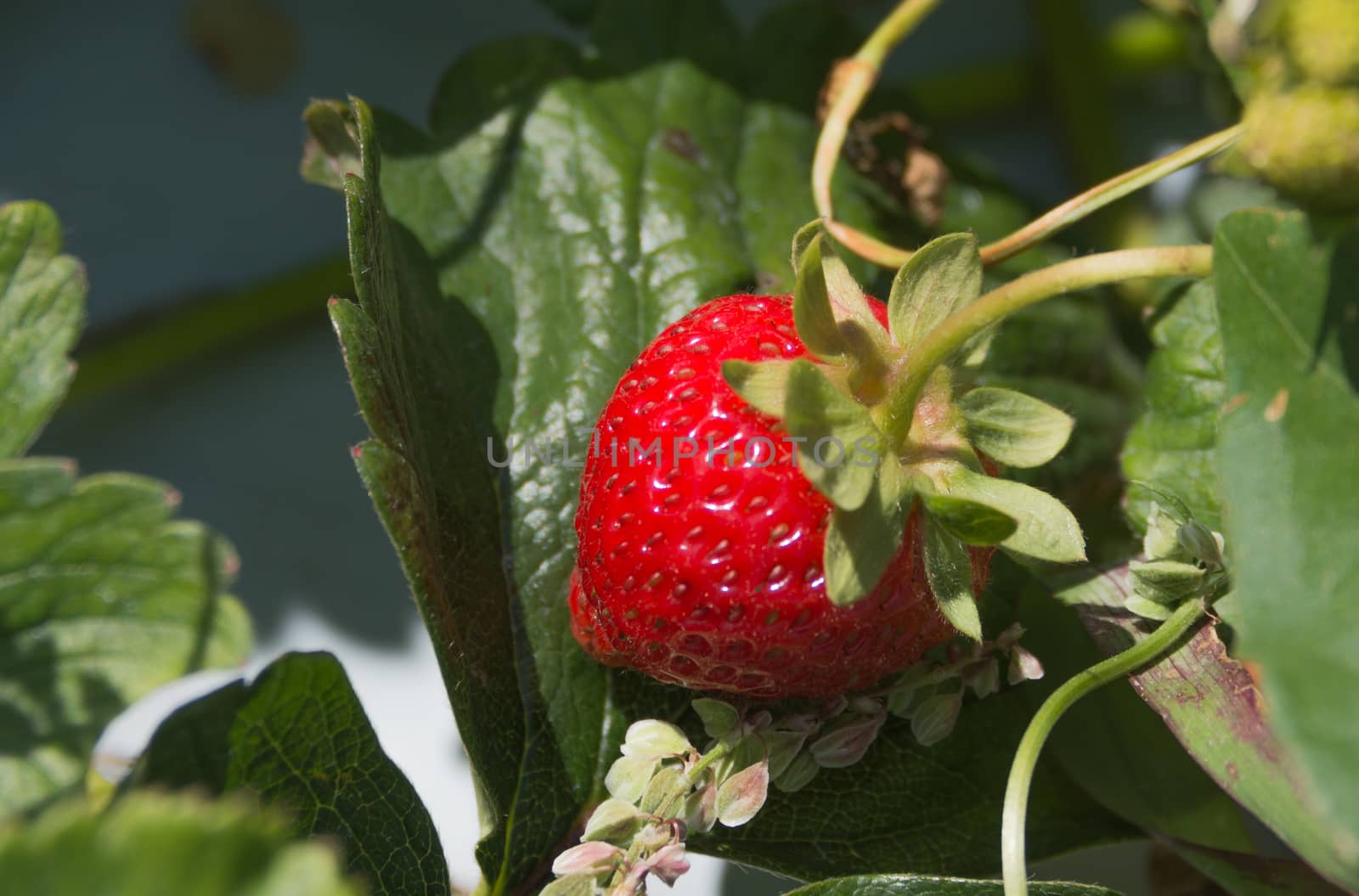 strawberry ripe on a branch by ben44