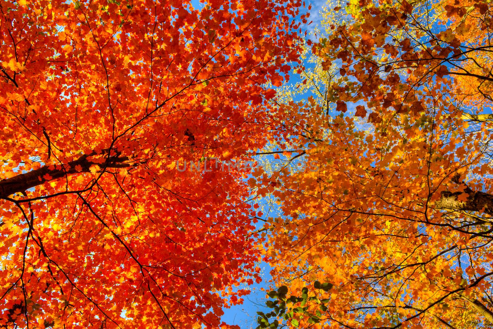 Two species of trees  of a different color of autumn leaves bent their tops