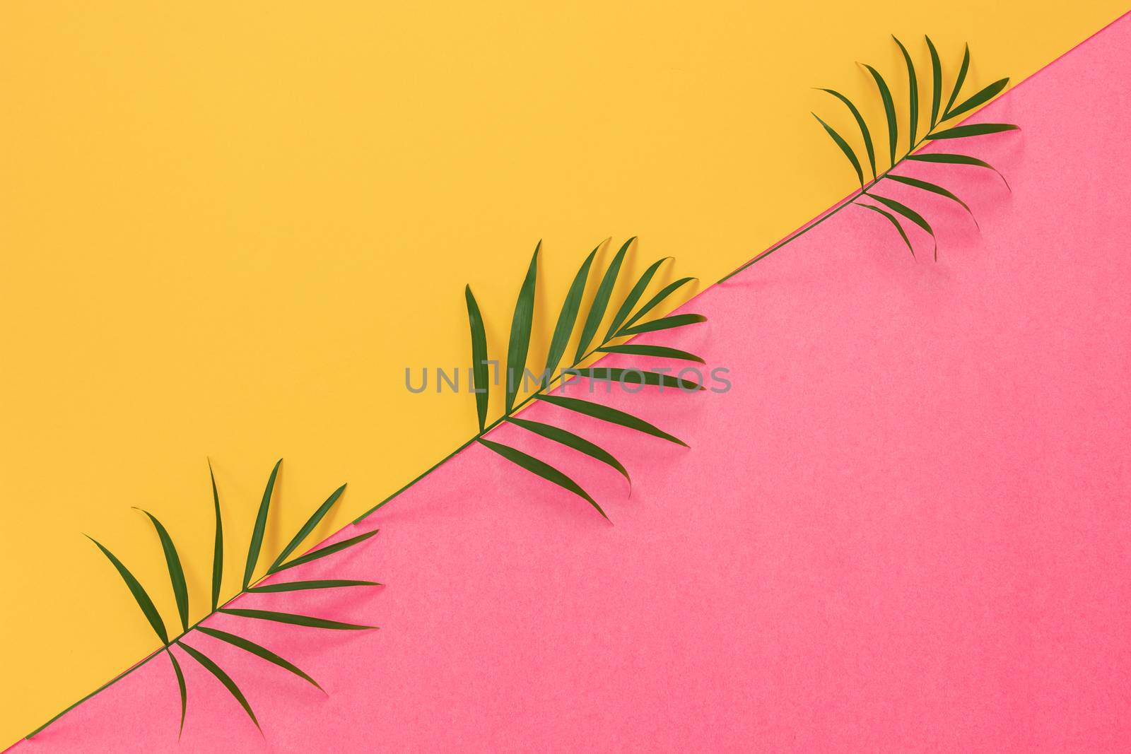 Palm leaves on colorful yellow and pink background by anikasalsera