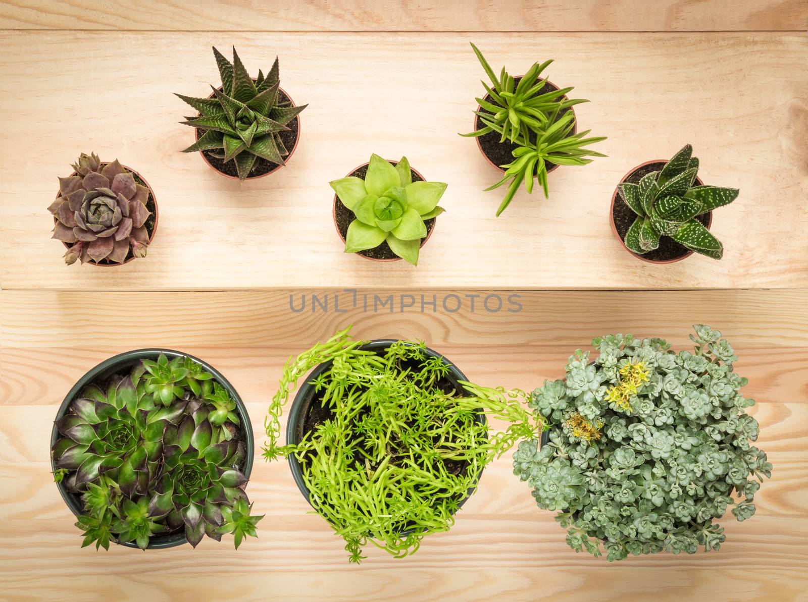 Potted succulent plants on wooden background by anikasalsera