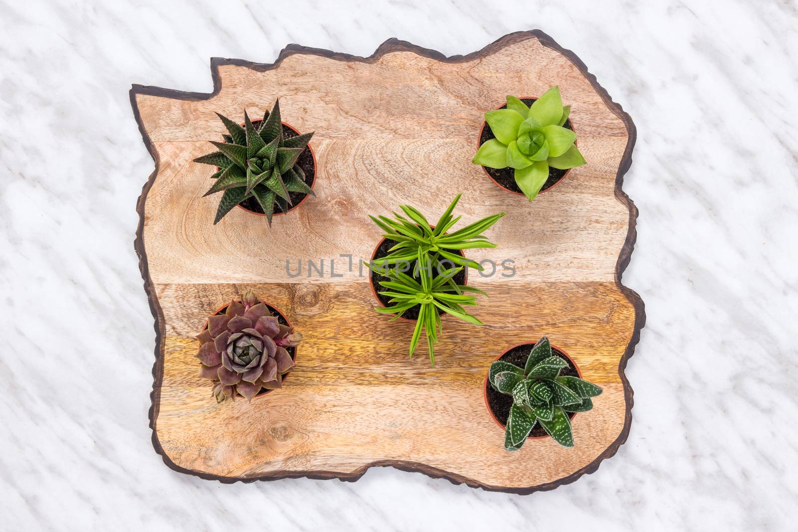 Little succulent plants on beautiful wooden surface by anikasalsera