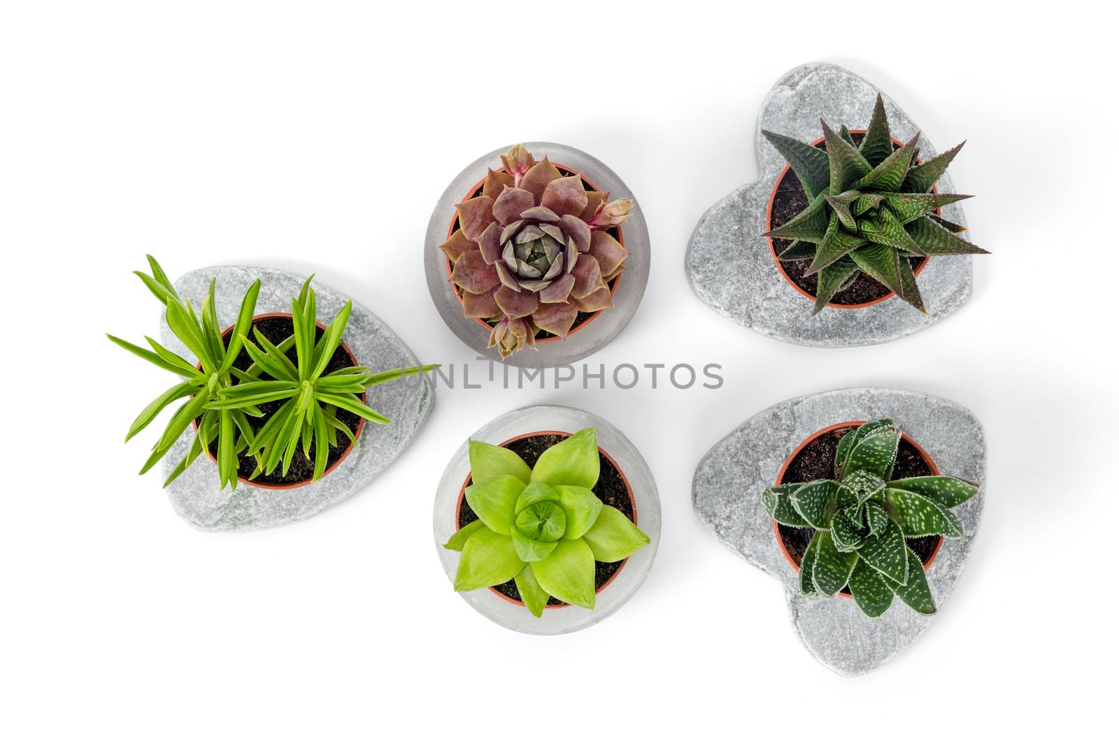 Variety of succulents in concrete planters by anikasalsera