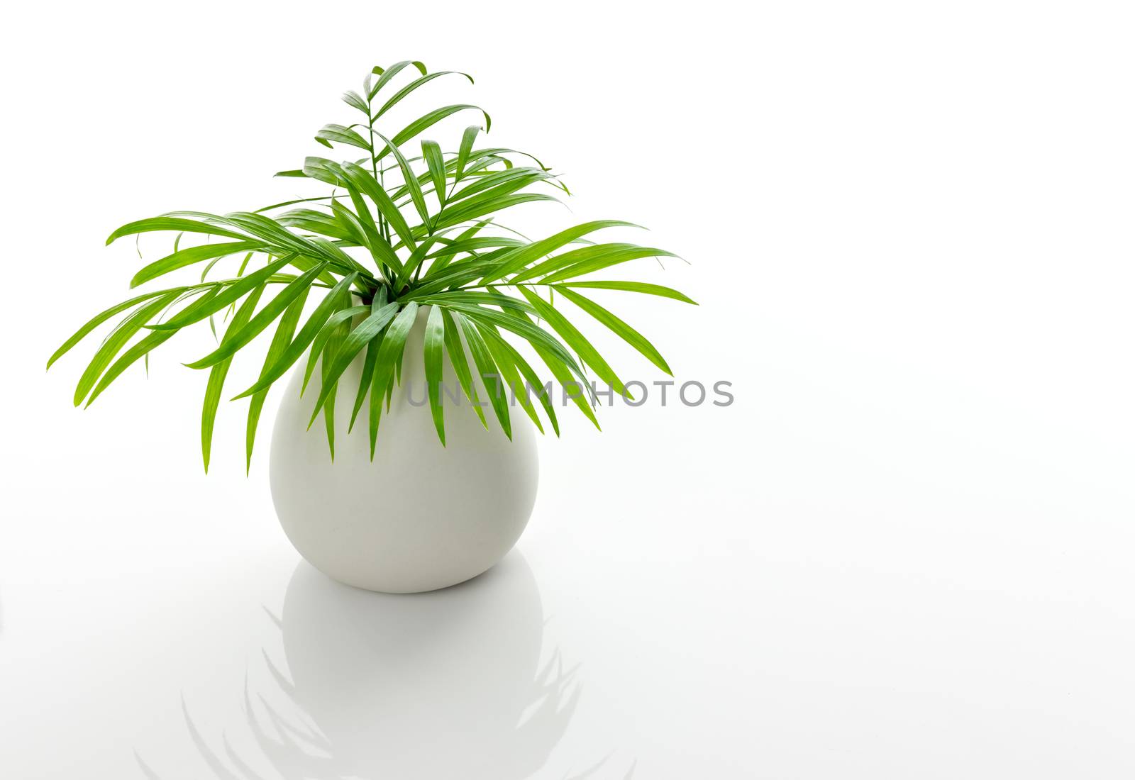 Green palm leaves in a white ceramic vase, on white background, with reflection.