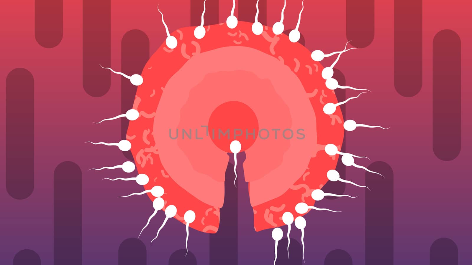 A joyful 3d illustration of competing white spermatozoids encircling big red ovum from all sides in the violet and purple background. One of them breaks through to the center.