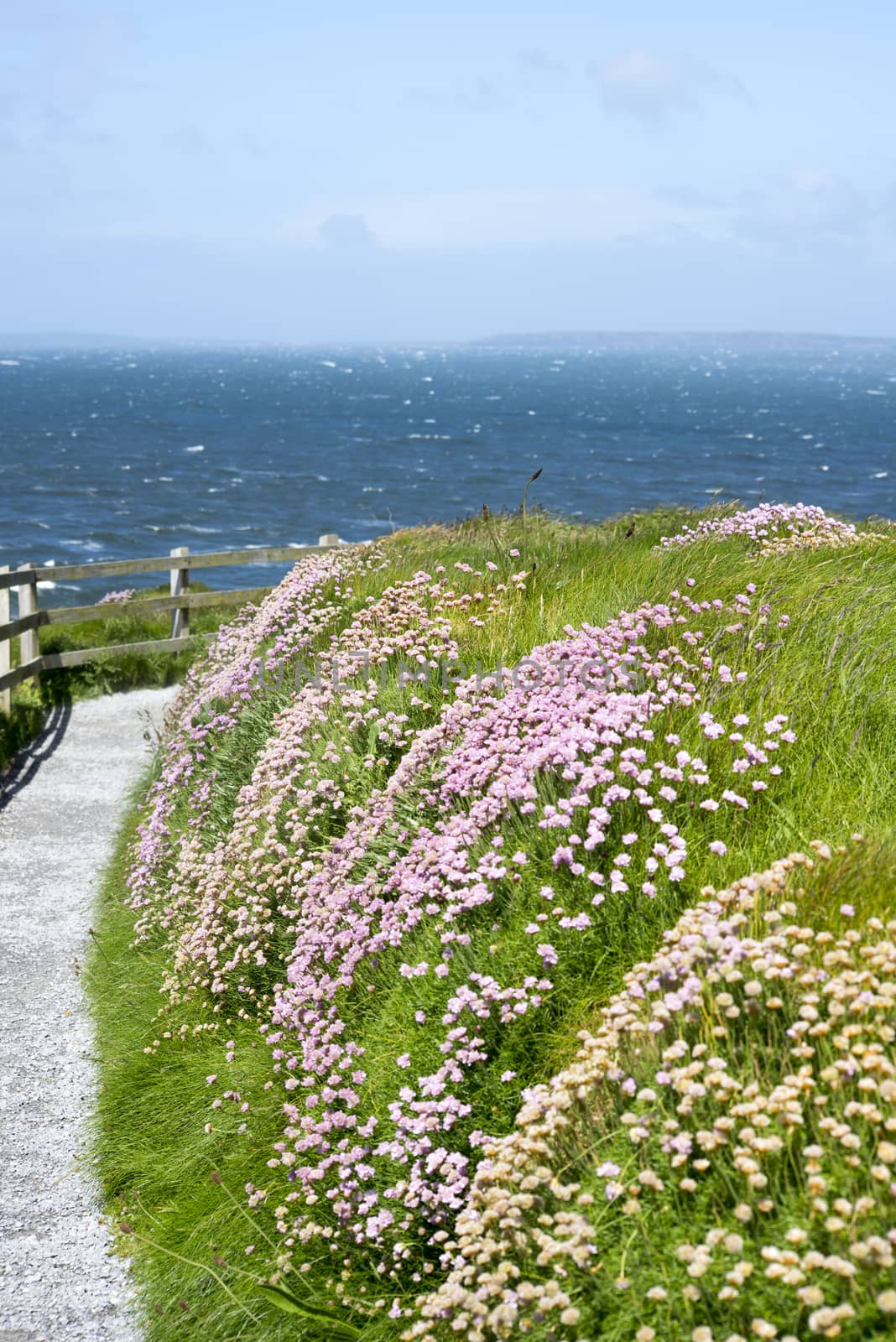 cliff walk path and wild flowers in kerry by morrbyte