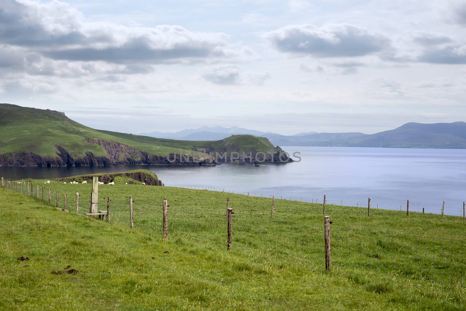dingle peninsula and sheep on the wild atlantic way by morrbyte