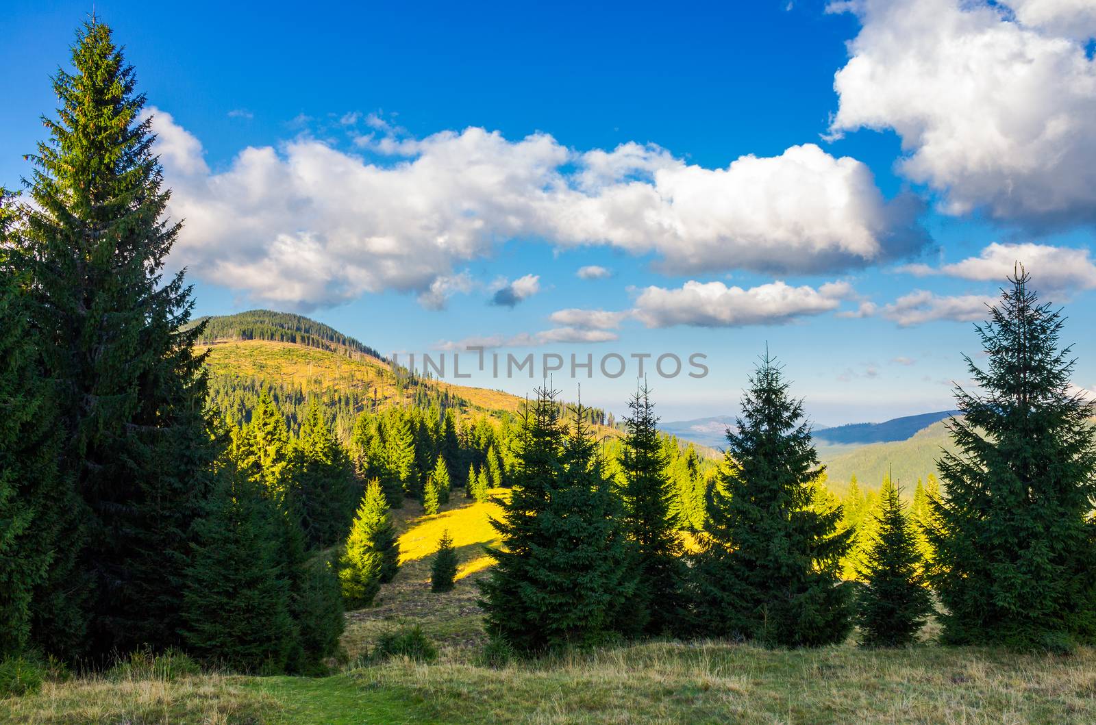 mountainous forest and clouds by Pellinni