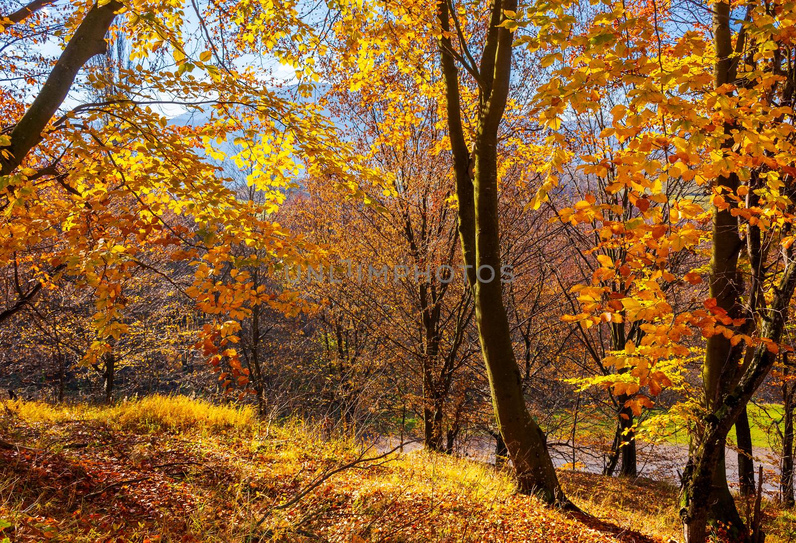 forest on the hillside in orange foliage by Pellinni