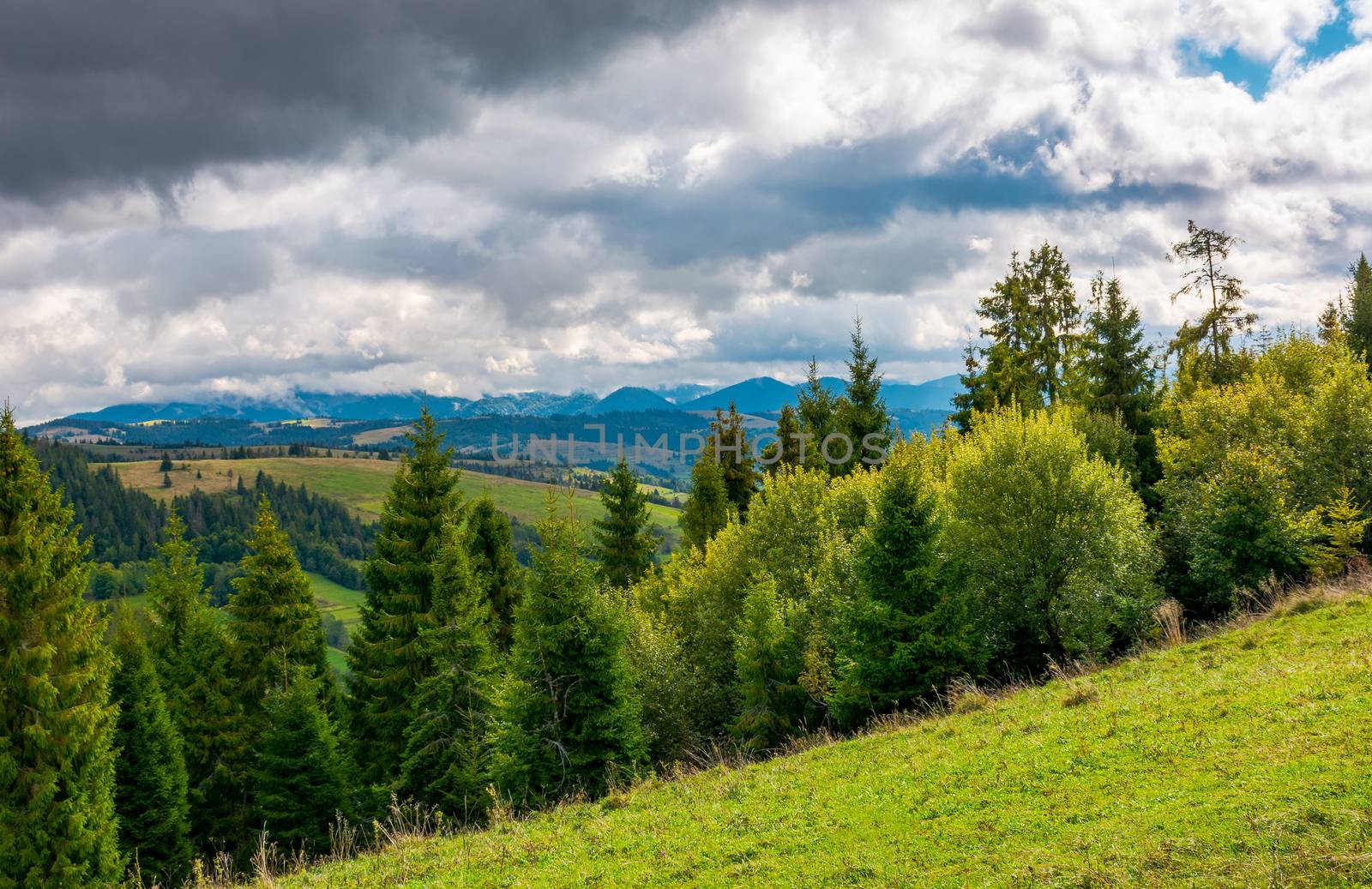 forested hills of Carpathian mountains. beautiful landscape with mountain ridge in the distance