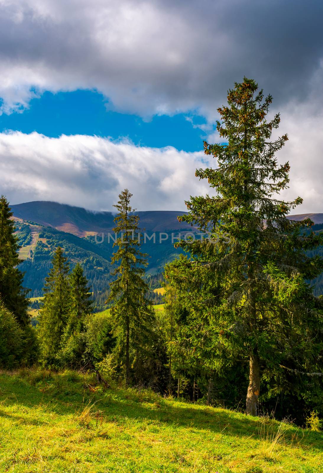 Huge spruce trees of Carpathian forests by Pellinni