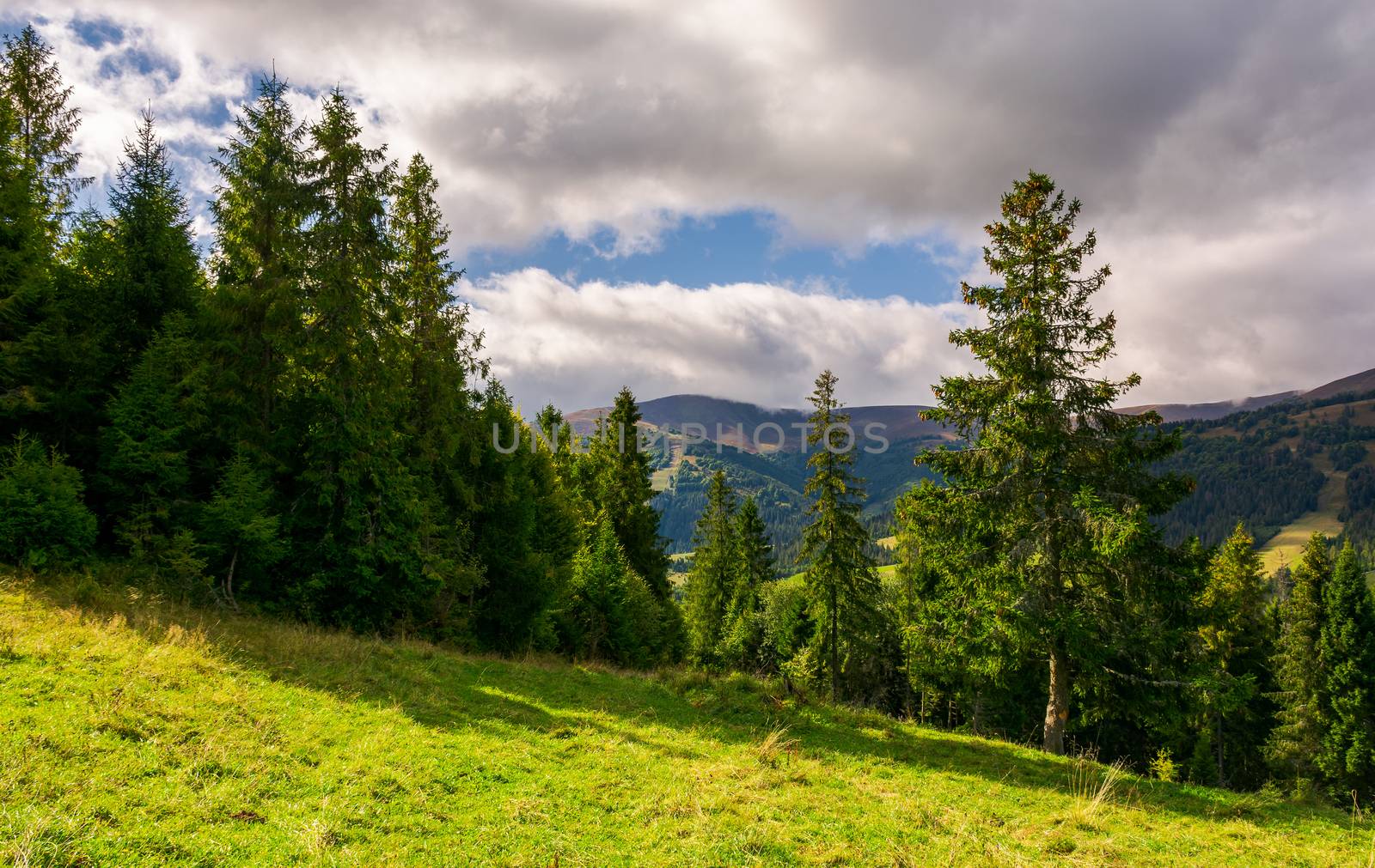 spruce forest on the grassy hillside by Pellinni